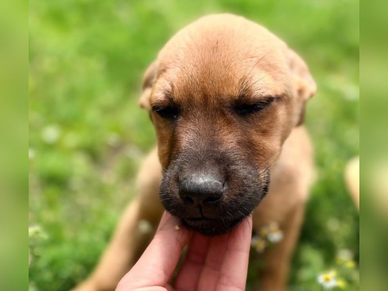 BELLA - freundliches Zuckermädchen