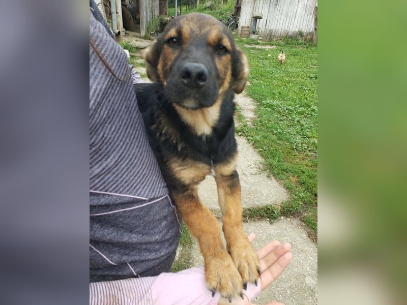 GOOFY - verspieltes Hundekind