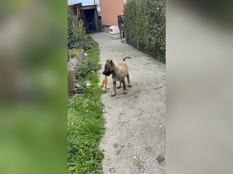 MAXI - liebevoller Hundebub