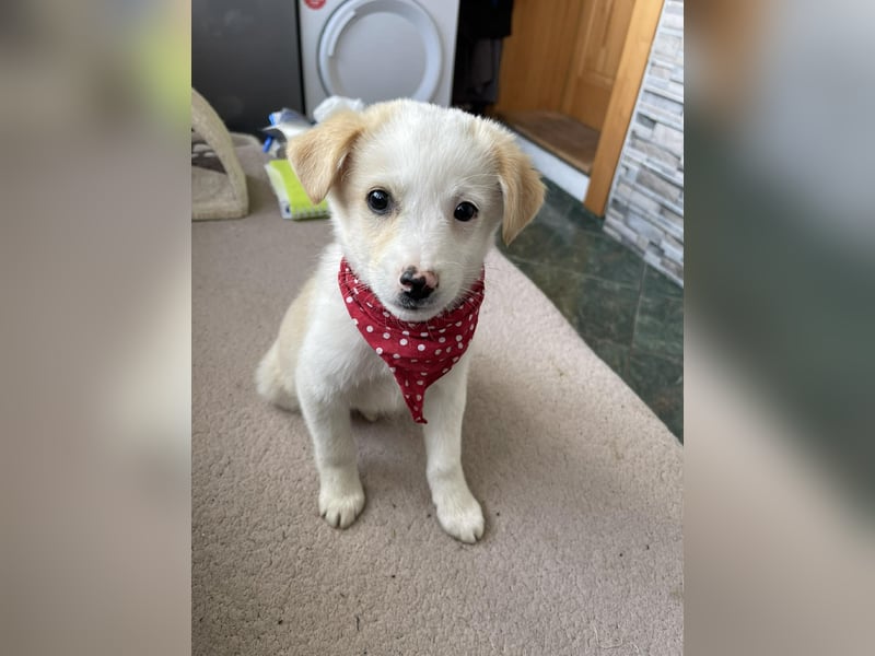 PRESTON - Zuckerbub sucht seine Menschen *reserviert*