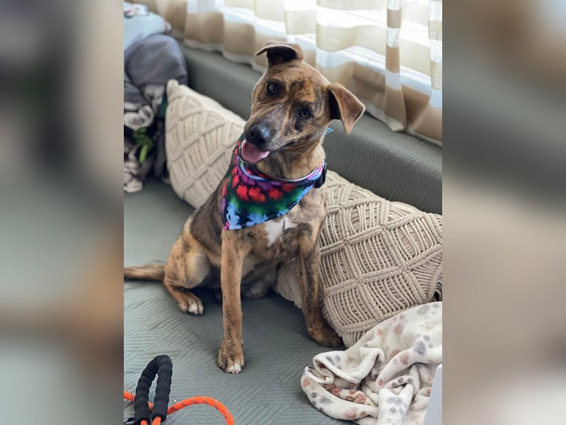 MOLLY - aufgewecktes Hundemädchen