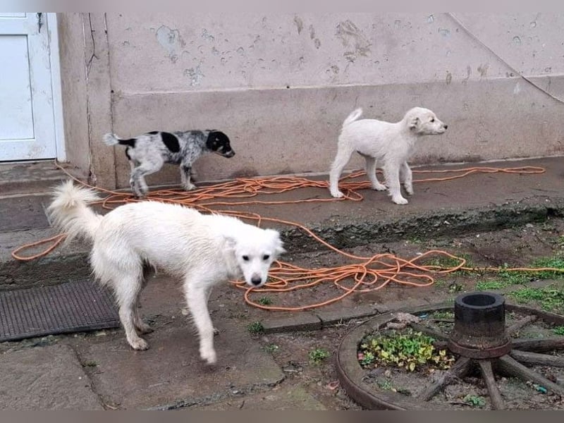 SADIE - Traumzuhause gesucht