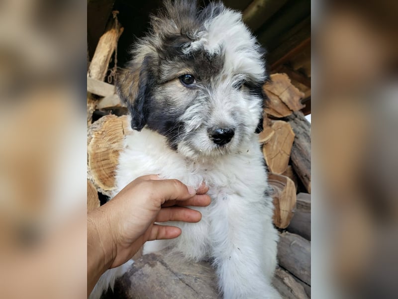 XENA - süßes Zottelmädchen