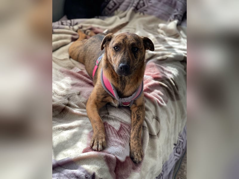 MOLLY - aufgewecktes Hundemädchen