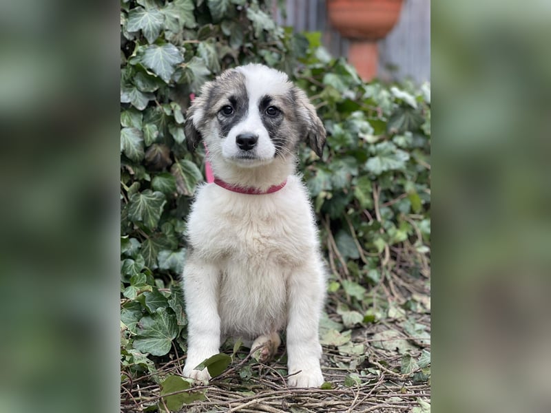 BELLA - sucht ihr Für-immer-Zuhause