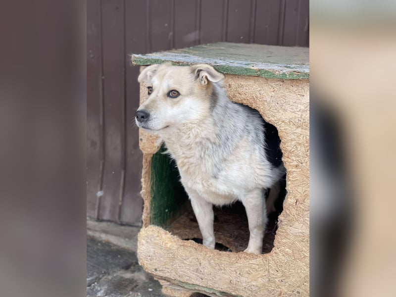 MAYA - sucht ihre Menschen