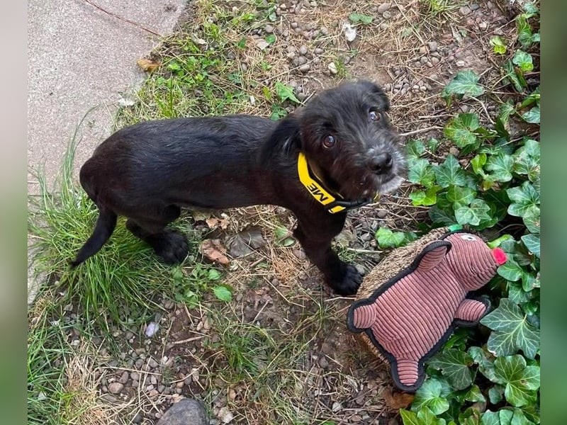 MILLIE - liebevolles Hundemädchen sucht ihr Zuhause
