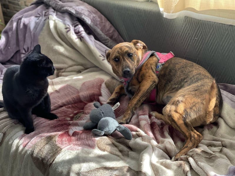 MOLLY - aufgewecktes Hundemädchen