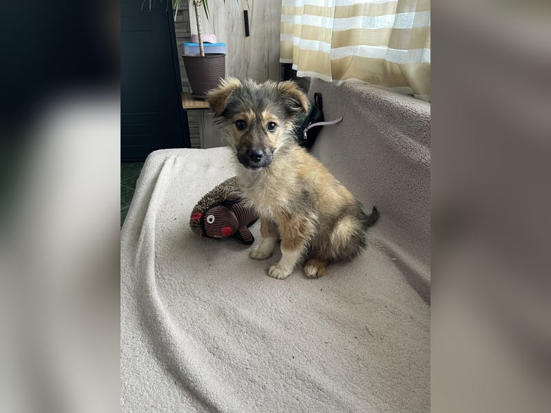 MARTHA - liebevolles Hundemädchen