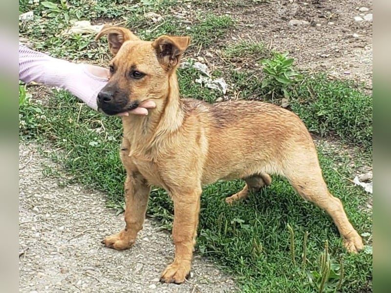 BELLA - freundliches Zuckermädchen
