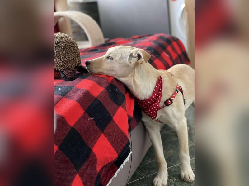 MELISSA - Zuhause gesucht