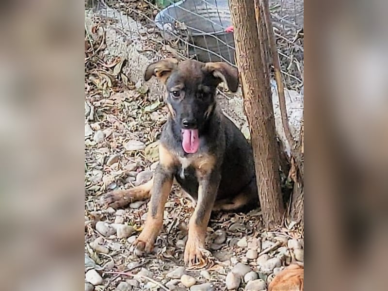 COOKIE - wo darf sie glücklich werden?