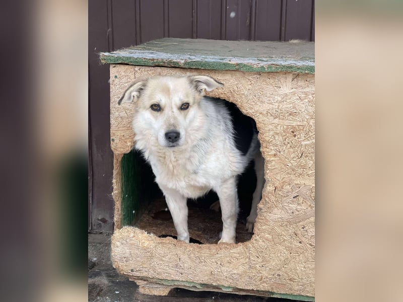 MAYA - sucht ihre Menschen