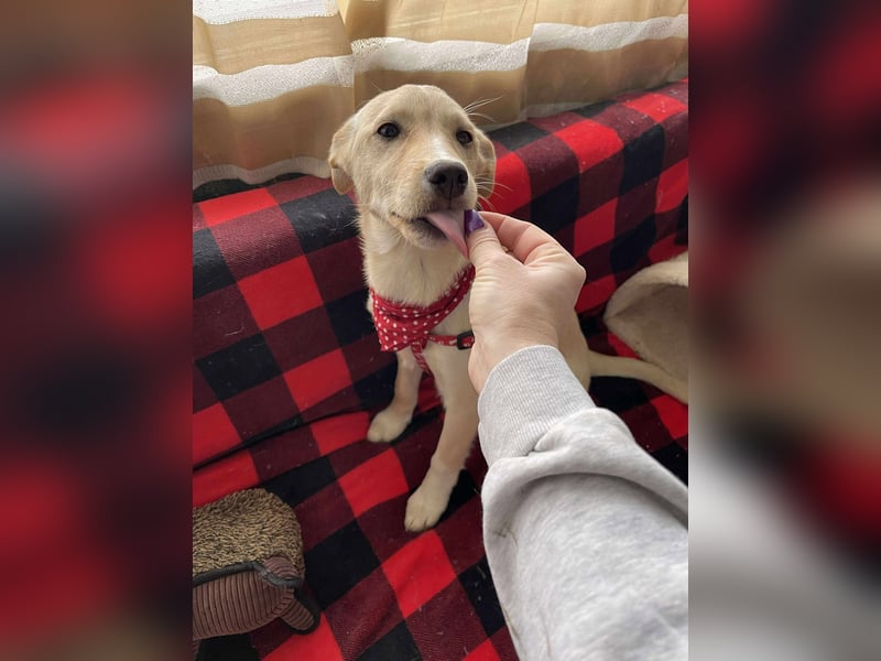 MELISSA - Zuhause gesucht