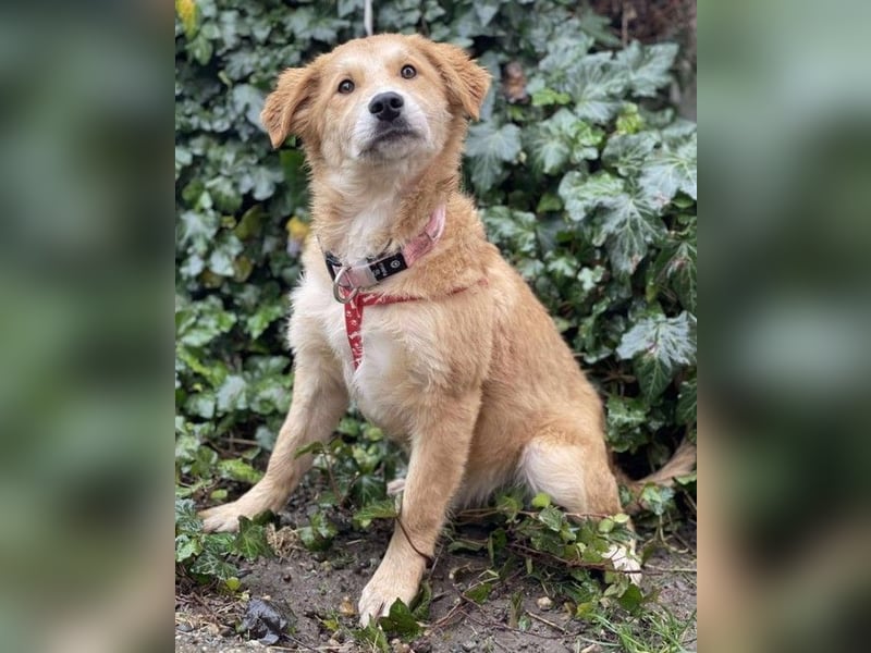 CRUMPET - verspielte Schönheit