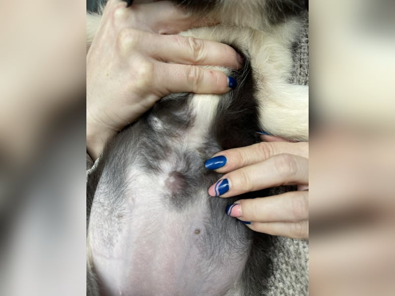 NALA - sanfte Seele sucht ihre Menschen *reserviert*