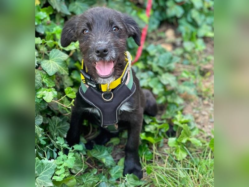 MILLIE - liebevolles Hundemädchen sucht ihr Zuhause