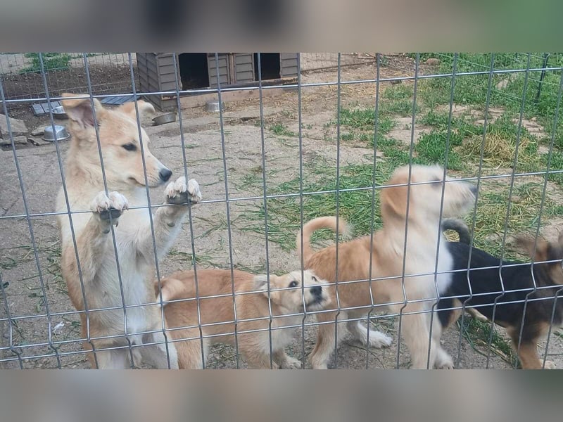 ERWIN - die kleine Knutschkugel