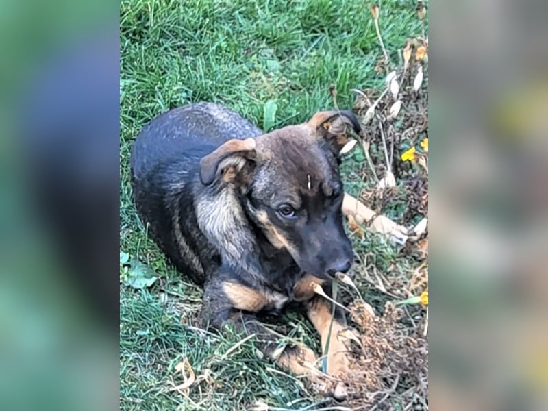 COOKIE - wo darf sie glücklich werden?