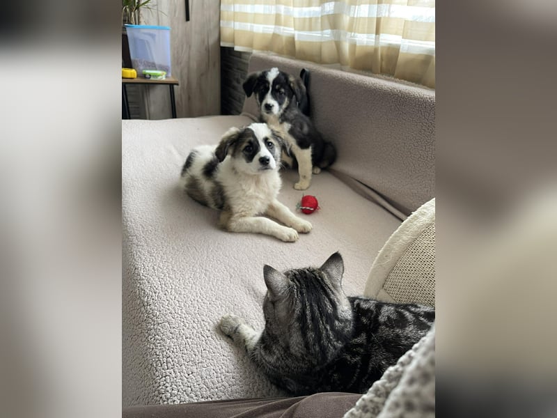 NALA - sanfte Seele sucht ihre Menschen *reserviert*