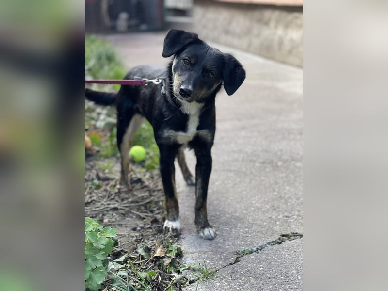 DORIS - Traumzuhause gesucht