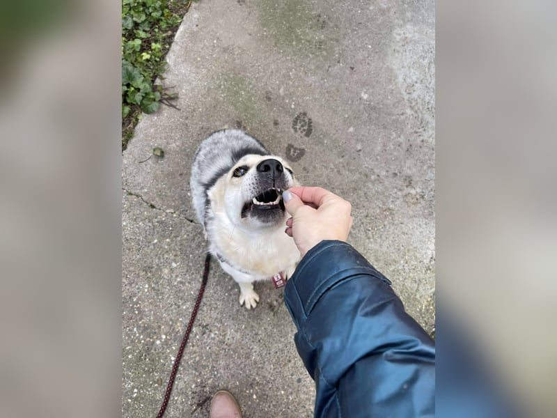 MAYA - sucht ihre Menschen