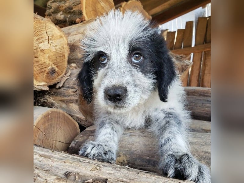 ARYA - zuckersüßes Hundekind