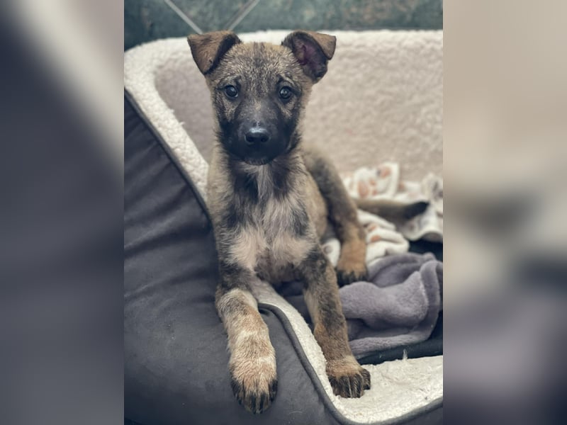 MAXI - liebevoller Hundebub