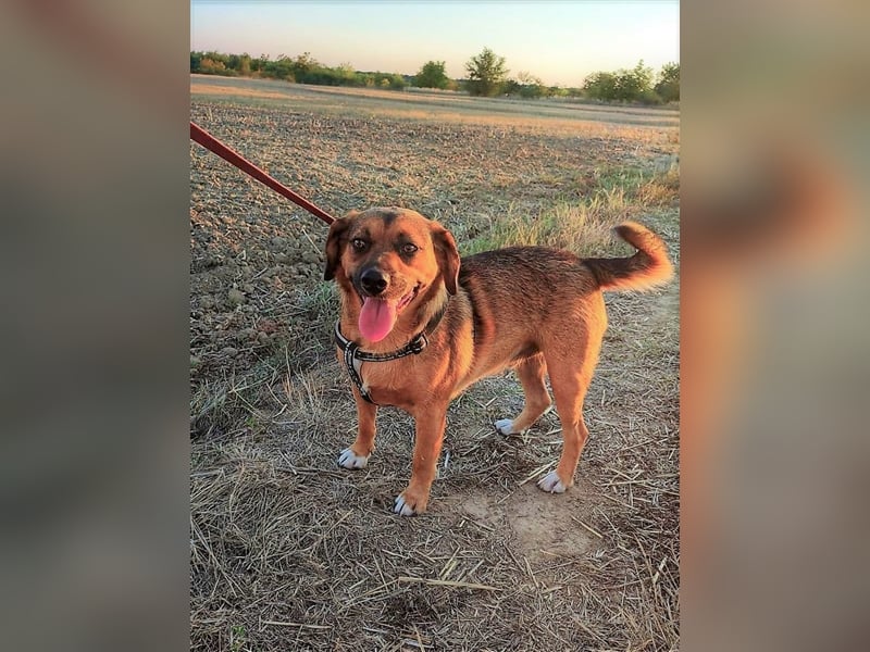 SHELDON - ein absoluter Traumhund