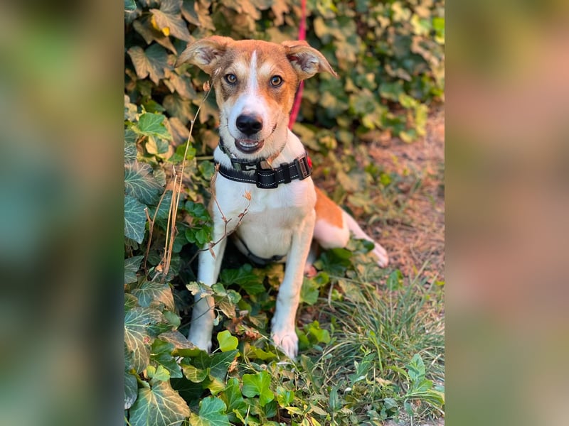 IVY - liebes Hundemädchen