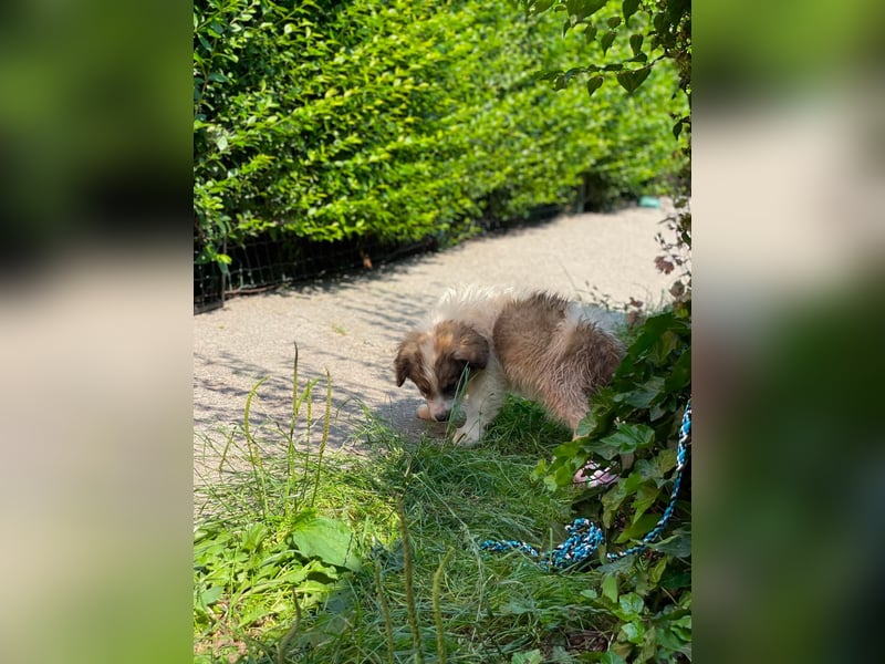 BRANDON - sucht seinen sicheren Hafen