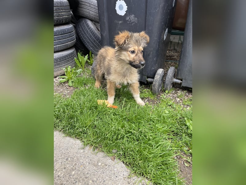 MARTHA - liebevolles Hundemädchen