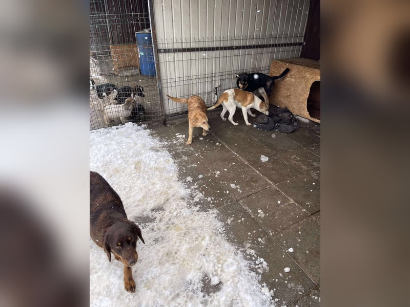 CRUMPET - verspielte Schönheit *reserviert*