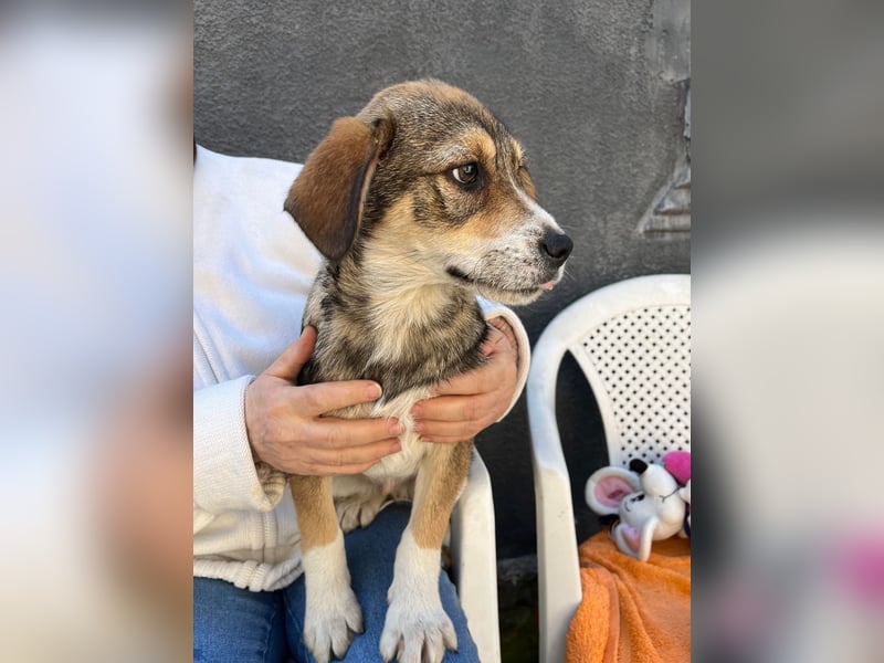 SIMBA - Traumzuhause gesucht