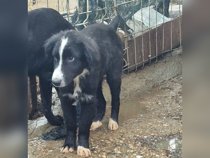 REX - sucht seinen sicheren Hafen