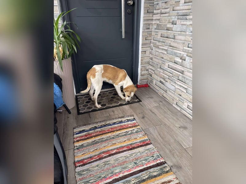 HANNAH - sucht ihre Menschen