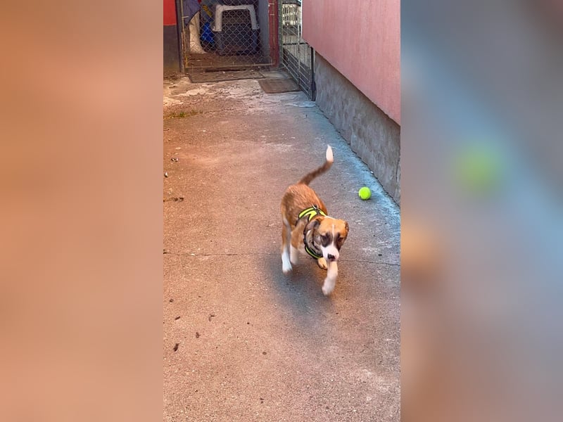 KOA - Traumzuhause gesucht