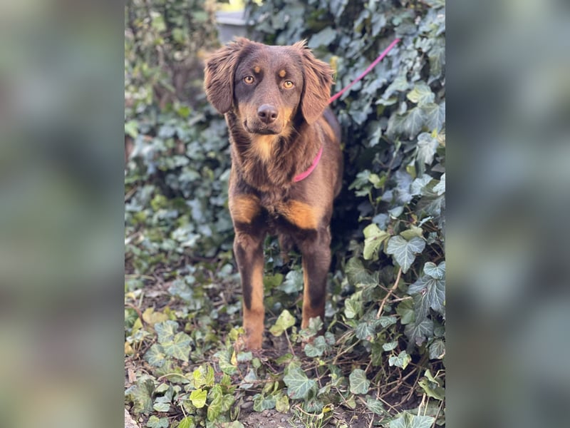 ROSIE - verspielte Schönheit *reserviert*