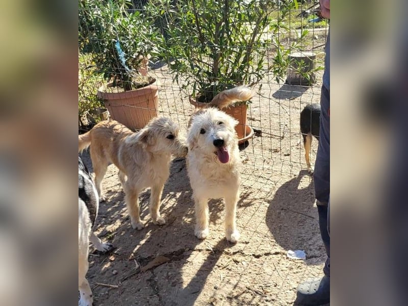 ERWIN - die kleine Knutschkugel