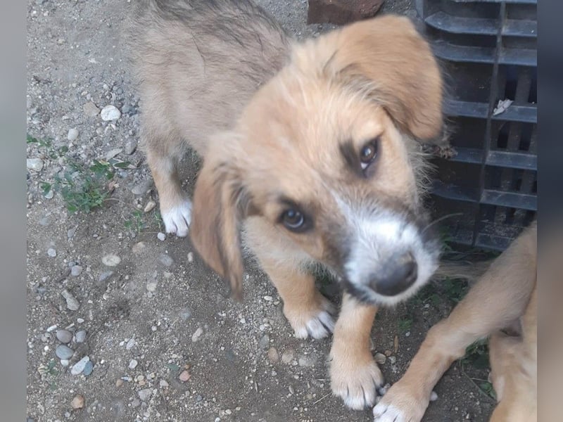 FRIEDA - Traumzuhause gesucht