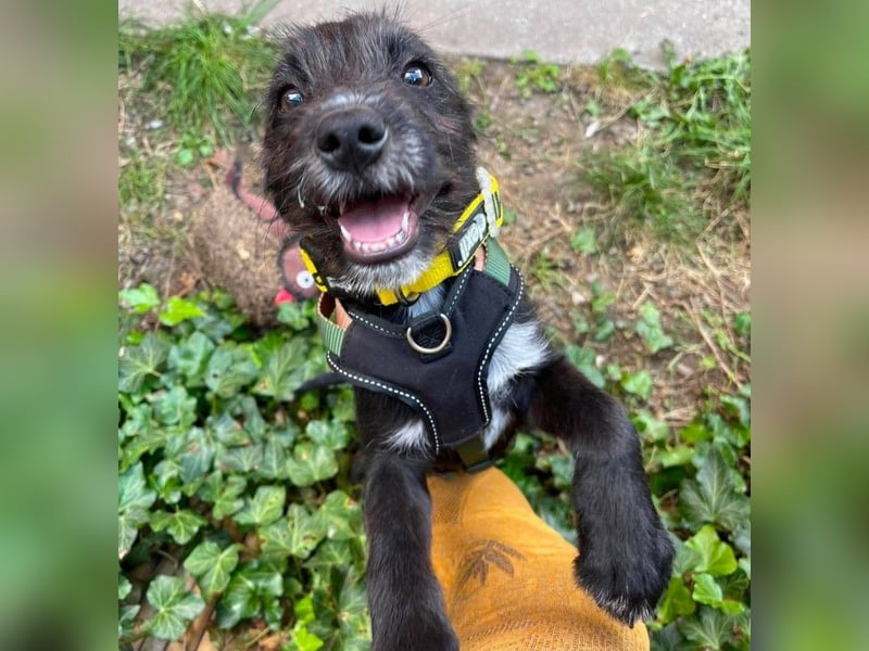 MILLIE - liebevolles Hundemädchen sucht ihr Zuhause