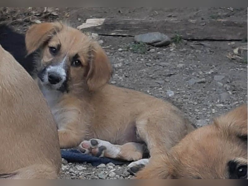 FRIEDA - Traumzuhause gesucht