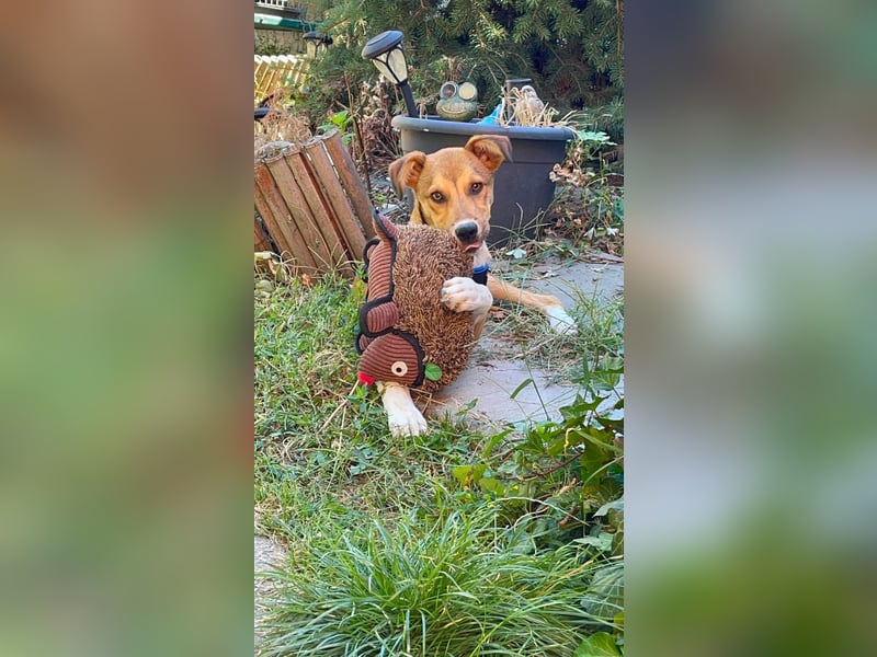 ROCKY - toller Hundebub