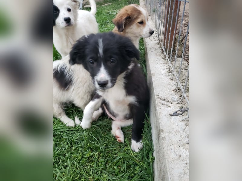 AGATHA - sucht ihr Für-immer-Zuhause