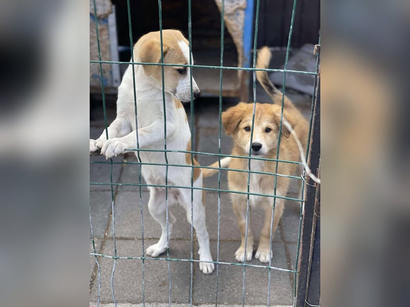 CRUMPET - verspielte Schönheit