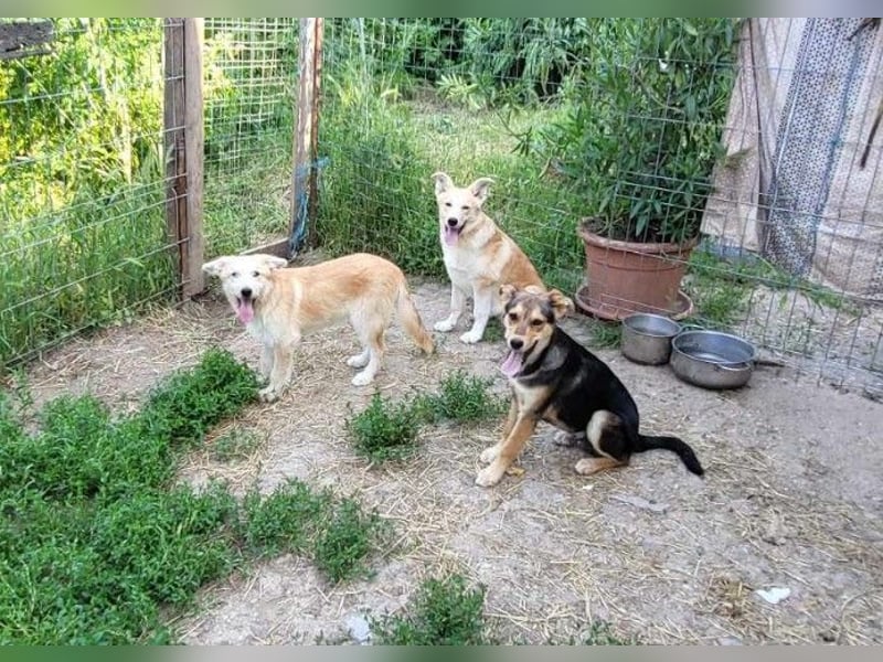 ERWIN - die kleine Knutschkugel