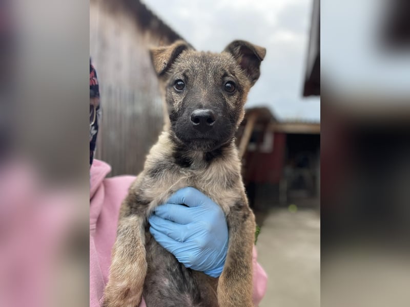 MAXI - liebevoller Hundebub