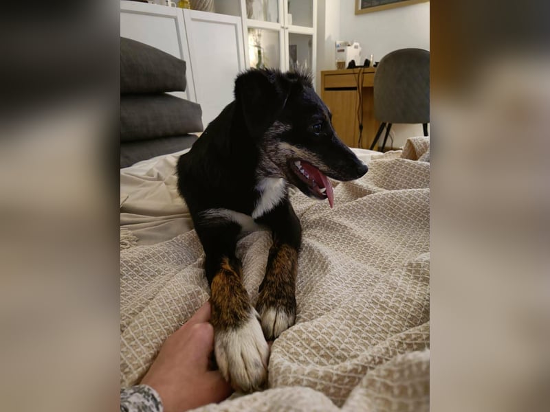 DORIS - Traumzuhause gesucht