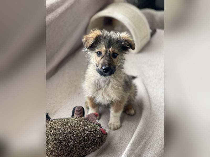 MARTHA - liebevolles Hundemädchen