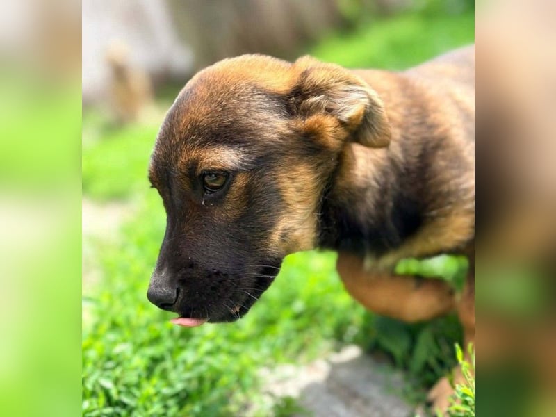 GOOFY - verspieltes Hundekind